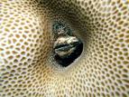 clam shell by frank.itlab.us clam shell by frank.itlab.us