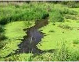 Cyanobacteria by www.greendiary.com Cyanobacteria by www.greendiary.com