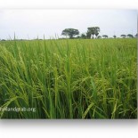 farming by farmlandgrab.org