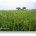 farming by farmlandgrab.org