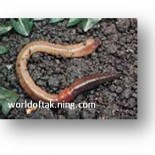 power of worms power of worms