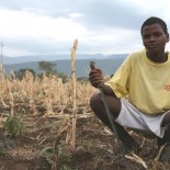 Agriculture Suffers due to Drought Agriculture suffers when either the long rains or the short rains fail to materialize in a given year, but especially when they both fail to materialize. Image reproduced from USAID.gov.