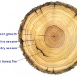 Tree Rings An example cross-section of a tree trunk that provides valuable insight into historical weather. Image reproduced from Maricopa.edu.