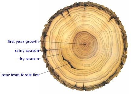 Tree Rings