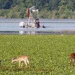 Deer graze near a flooded oil derrick in a field in Louisiana. Image reproduced from AP.