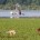 Deer graze near a flooded oil derrick in a field in Louisiana. Image reproduced from AP.