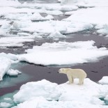 A polar bear on Arctic sea ice. Photo from NASA Earth Observatory.