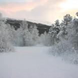 Arctic forest. Photo by Jesper Hansen, Arctic Council (http://ac.npolar.no/).