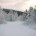 Arctic forest. Photo by Jesper Hansen, Arctic Council (http://ac.npolar.no/).