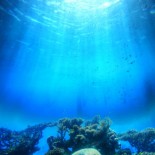 Ocean corals are threatened by ocean acidification. Photo from yaleclimatemediaforum.org